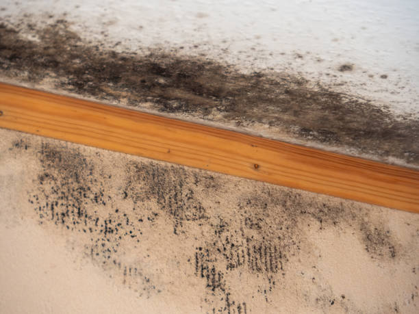 Best Post-Remediation Verification Testing  in Spencer, IN